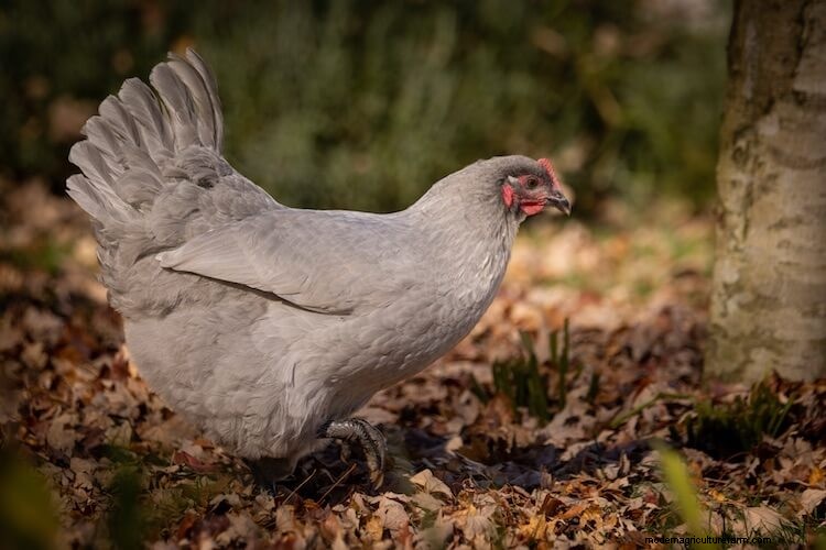 All 9 Gray Chicken Breeds (and Choosing the Right One)
