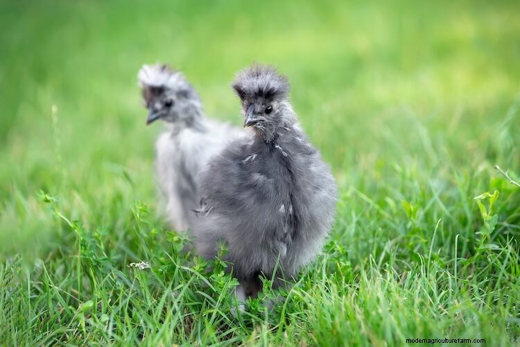 All 9 Gray Chicken Breeds (and Choosing the Right One)