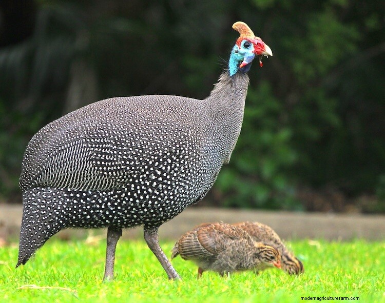Guinea Hens For Beginners (The Complete Care Sheet)