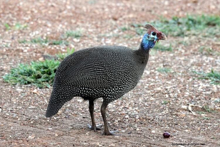 Guinea Hens For Beginners (The Complete Care Sheet)