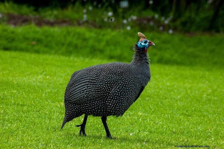 Guinea Hens For Beginners (The Complete Care Sheet)