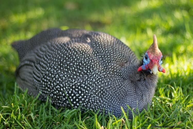 Guinea Hens For Beginners (The Complete Care Sheet)