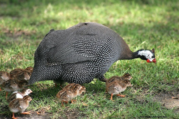 Guinea Hens For Beginners (The Complete Care Sheet)
