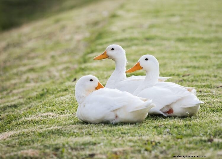 Pekin Duck All You Need To Know: Care, Eggs and More…