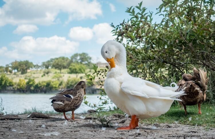 Pekin Duck All You Need To Know: Care, Eggs and More…