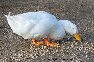 Pekin Duck All You Need To Know: Care, Eggs and More…