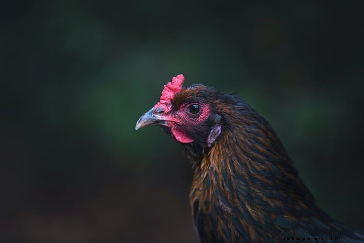Olive Egger Chickens All You Need To Know: Eggs, Appearance, and More…