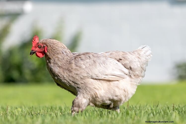 Olive Egger Chickens All You Need To Know: Eggs, Appearance, and More…
