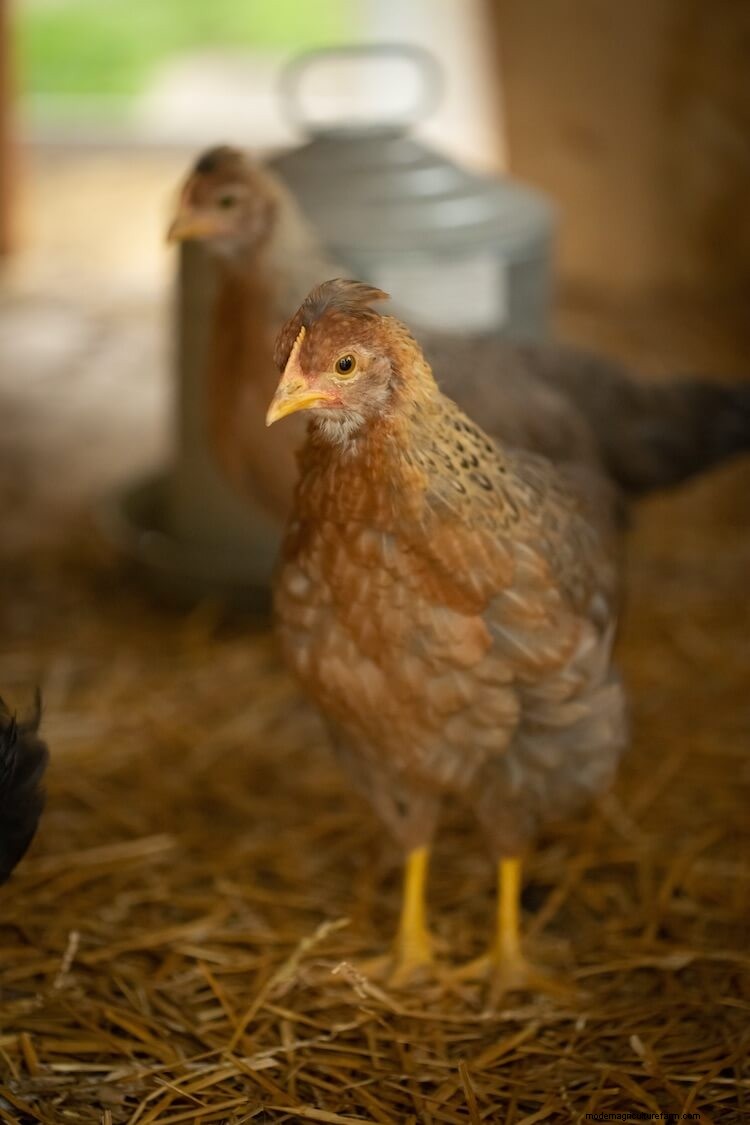 Olive Egger Chickens All You Need To Know: Eggs, Appearance, and More…