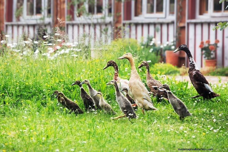 Indian Runner Ducks For Beginners (The Complete Care Sheet)
