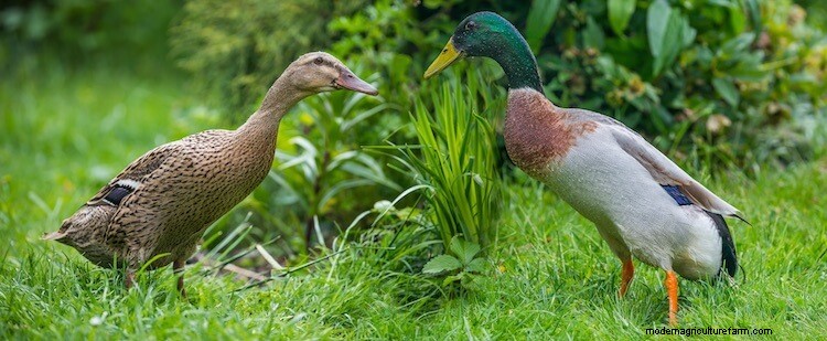 Indian Runner Ducks For Beginners (The Complete Care Sheet)