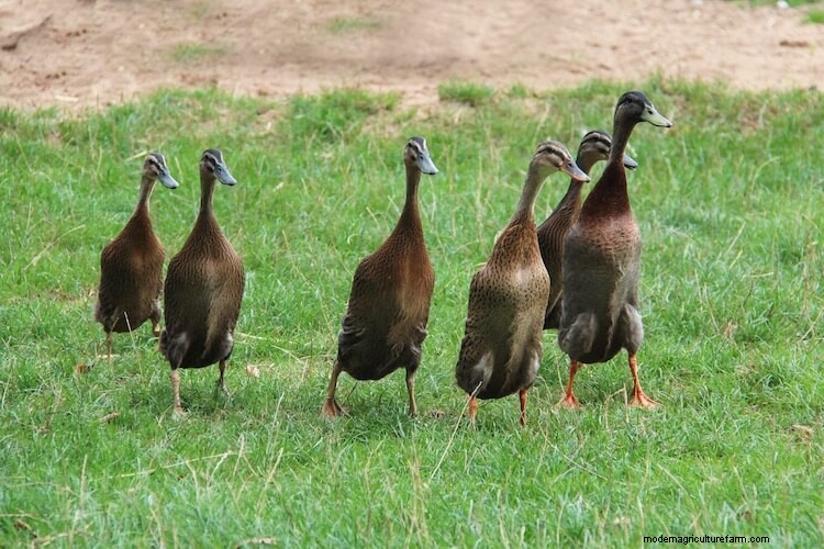 Indian Runner Ducks For Beginners (The Complete Care Sheet)