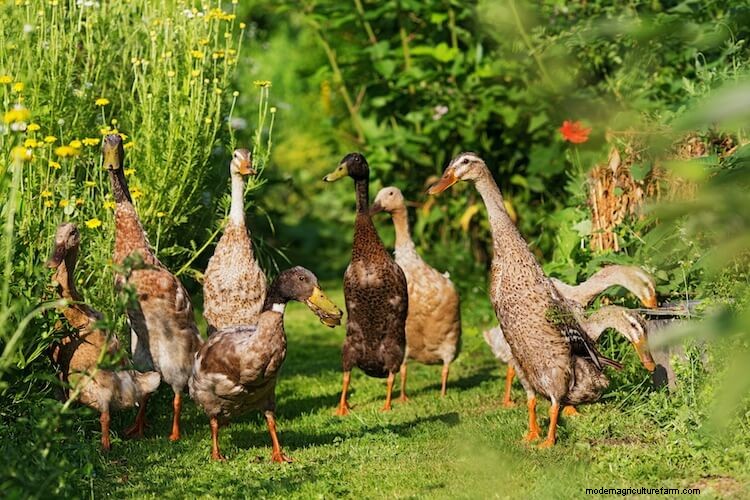Indian Runner Ducks For Beginners (The Complete Care Sheet)