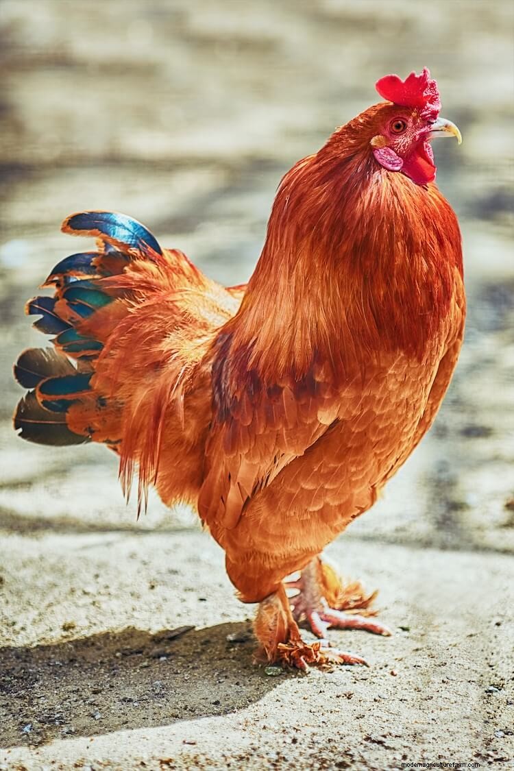 All 12 Red Chicken Breeds (with Pictures)