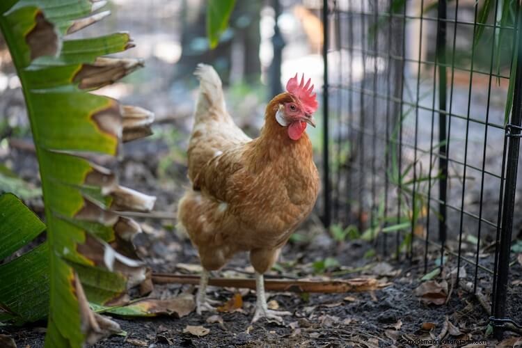 All 12 Red Chicken Breeds (with Pictures)