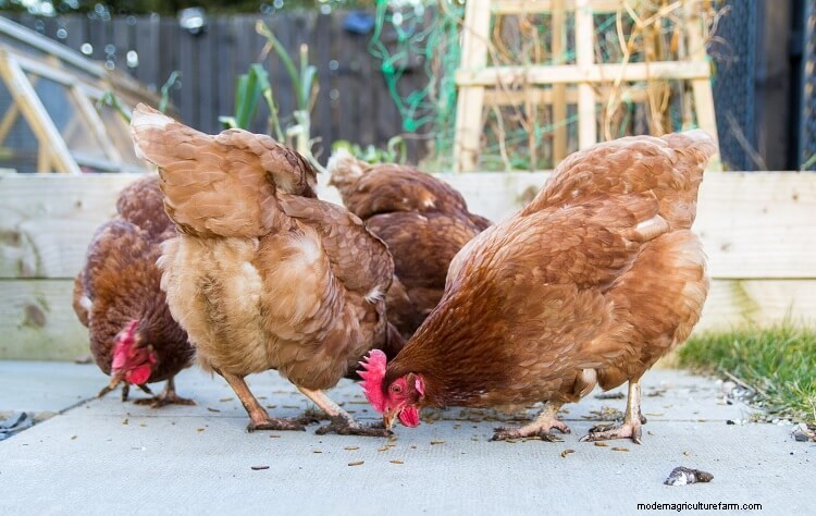 All 12 Red Chicken Breeds (with Pictures)