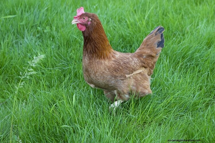 All 12 Red Chicken Breeds (with Pictures)