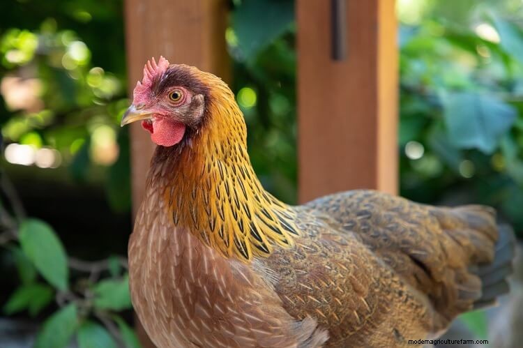 All 12 Red Chicken Breeds (with Pictures)