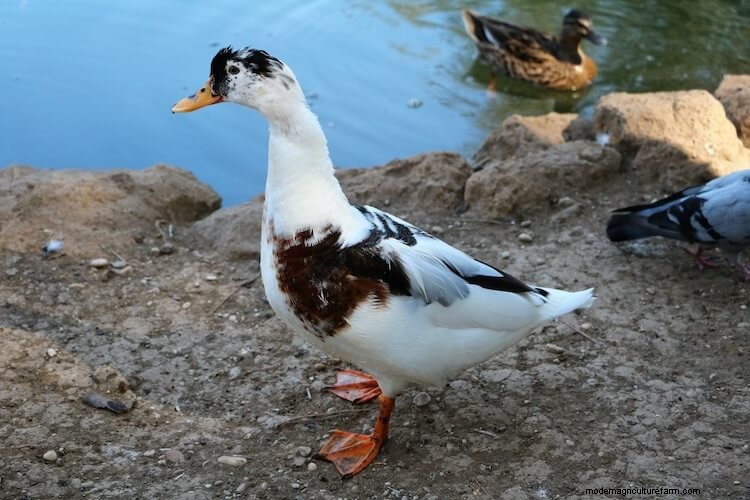 Magpie Duck: Care Guide, Eggs and More…