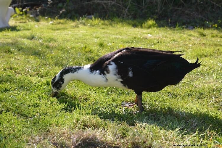 Magpie Duck: Care Guide, Eggs and More…