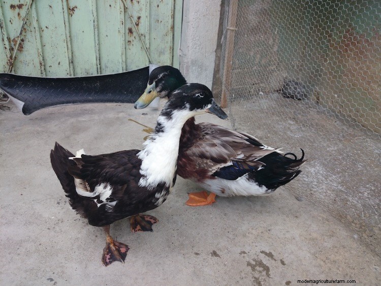 Magpie Duck: Care Guide, Eggs and More…