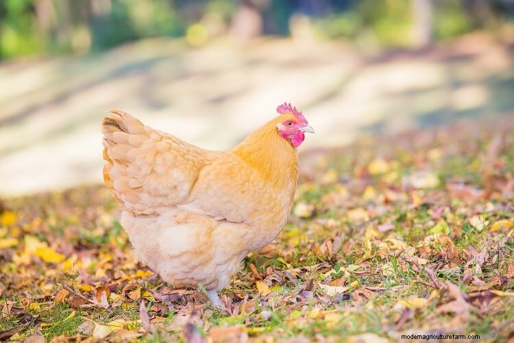 11 Perfect Chicken Breeds For Small Backyards
