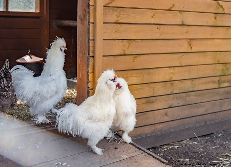 11 Perfect Chicken Breeds For Small Backyards