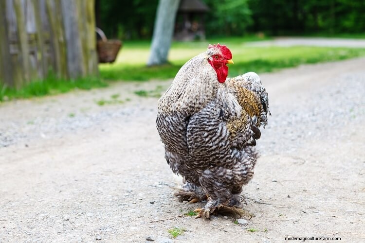 11 Perfect Chicken Breeds For Small Backyards