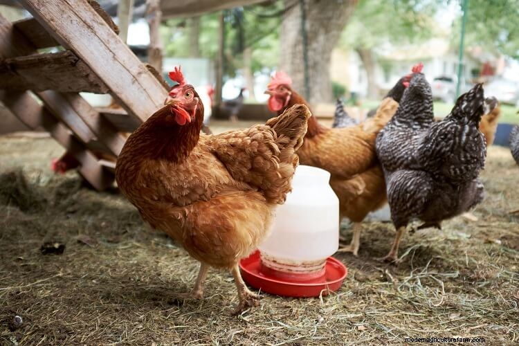 5 Best Chicken Feeders: What To Know Before Buying