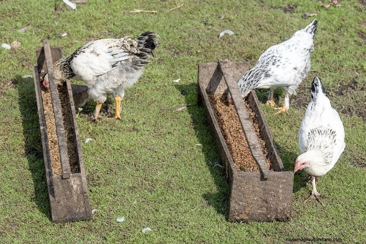 5 Best Chicken Feeders: What To Know Before Buying