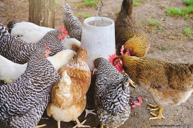 5 Best Chicken Feeders: What To Know Before Buying