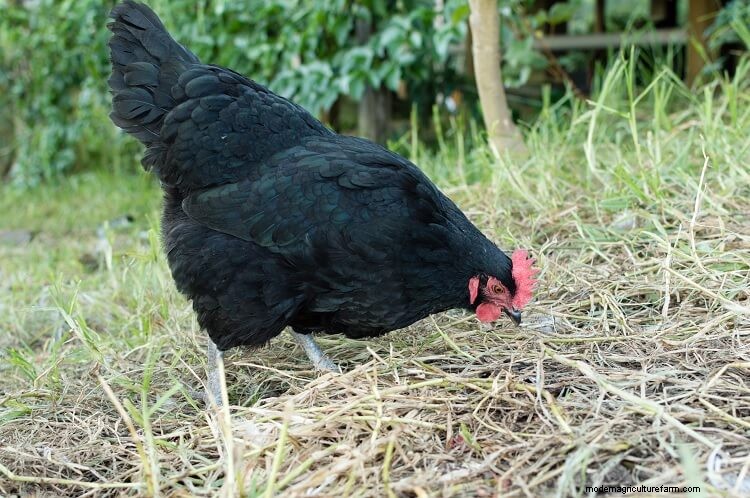 17+ Best Chicken Breeds For Beginners