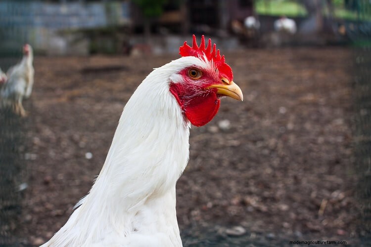17+ Best Chicken Breeds For Beginners