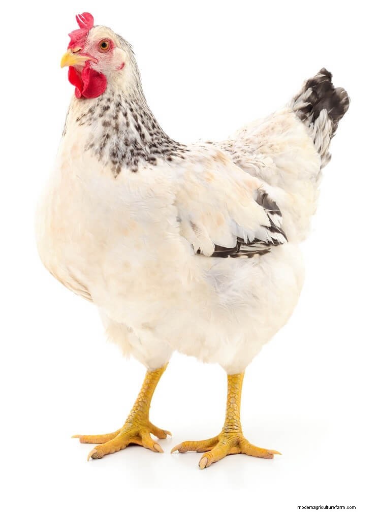 17+ Best Chicken Breeds For Beginners