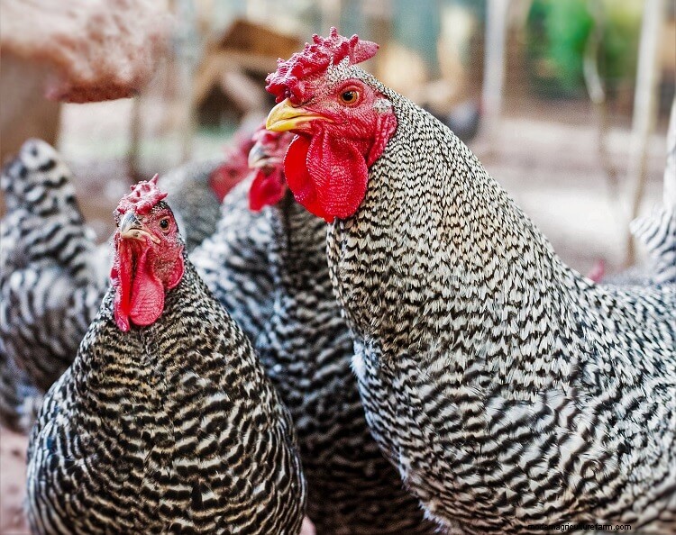 17+ Best Chicken Breeds For Beginners