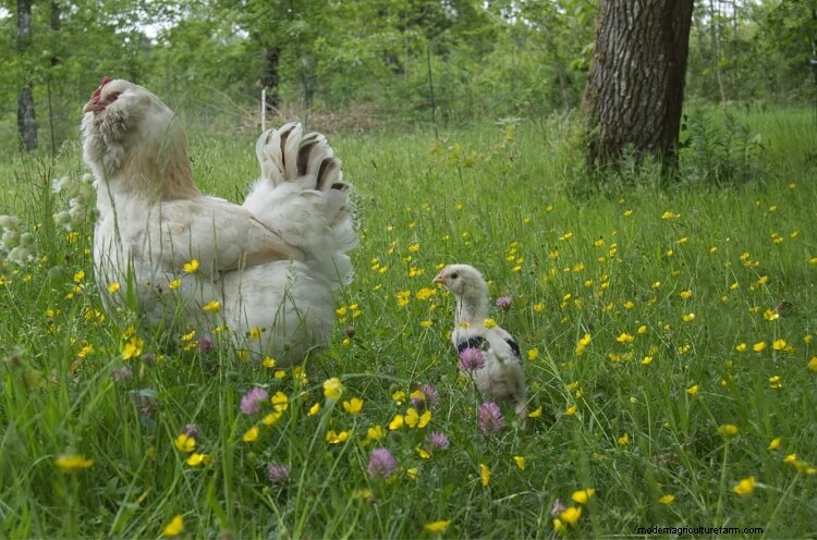 17+ Best Chicken Breeds For Beginners
