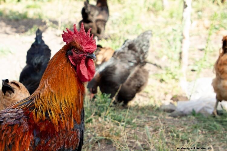 17+ Best Chicken Breeds For Beginners
