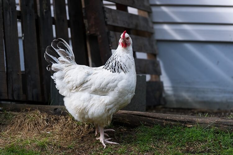 17+ Best Chicken Breeds For Beginners