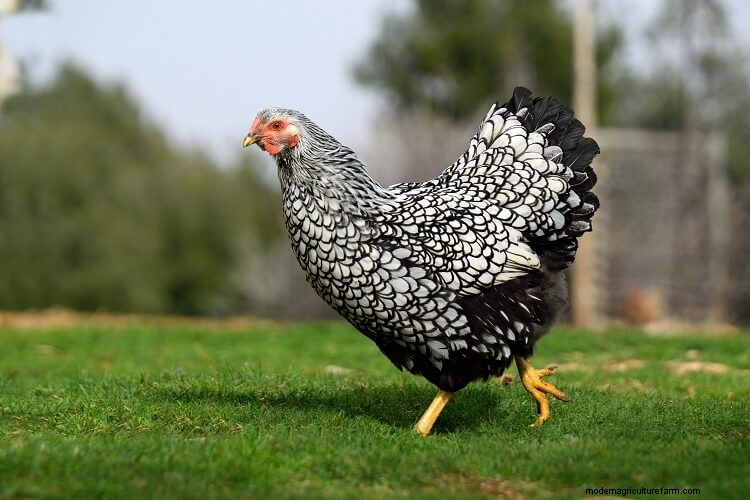 17+ Best Chicken Breeds For Beginners
