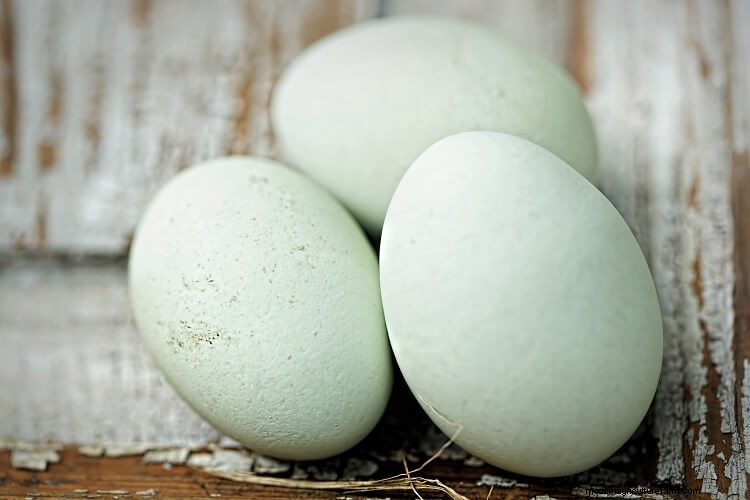 What Color Eggs Can Chickens Lay? The Complete Guide