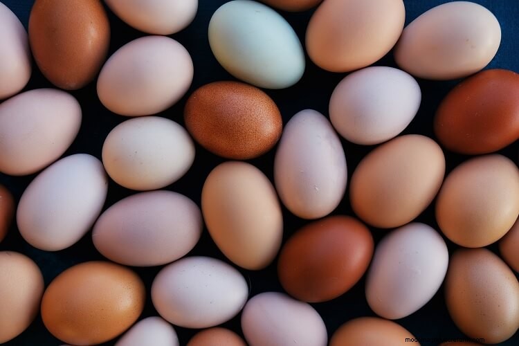 What Color Eggs Can Chickens Lay? The Complete Guide