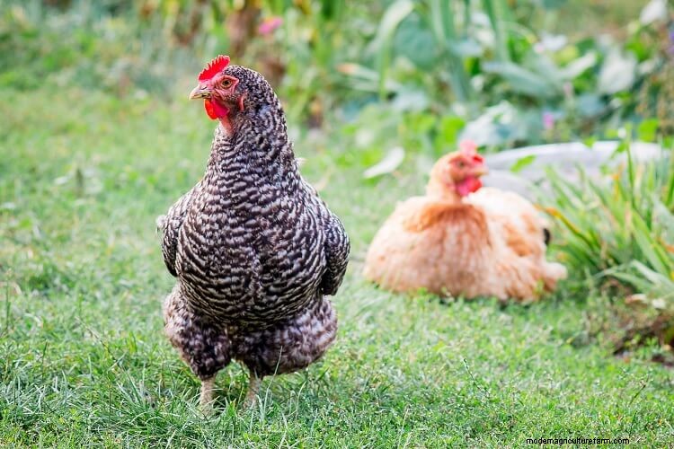 25 Amazing Facts About Chickens You Probably Didn’t Know