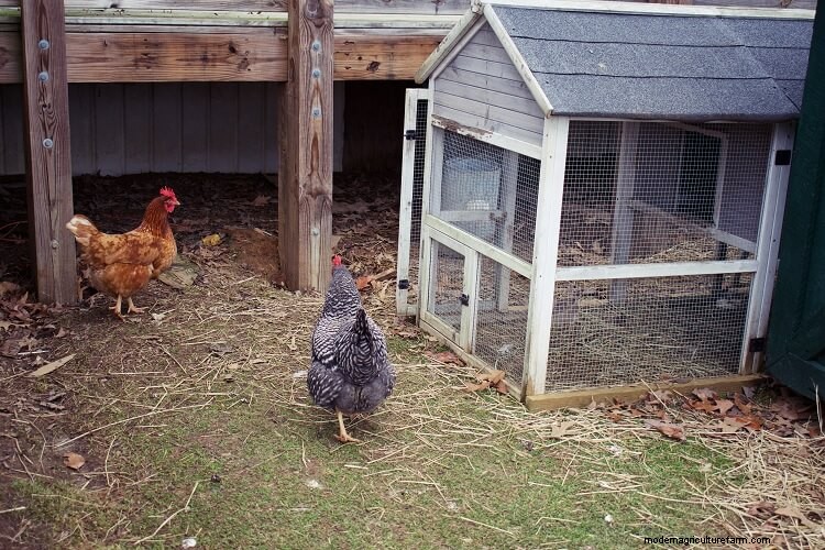 25 Amazing Facts About Chickens You Probably Didn’t Know