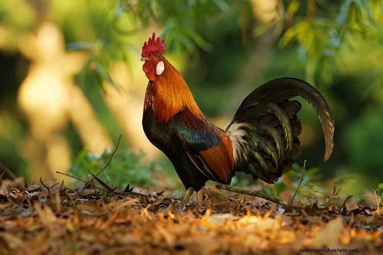 25 Amazing Facts About Chickens You Probably Didn’t Know