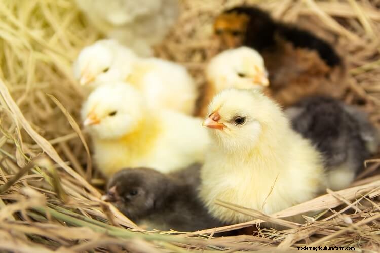 25 Amazing Facts About Chickens You Probably Didn’t Know