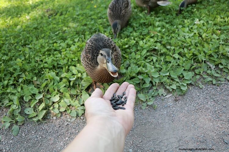 What Do Ducks Eat? In The Wild And As Pets