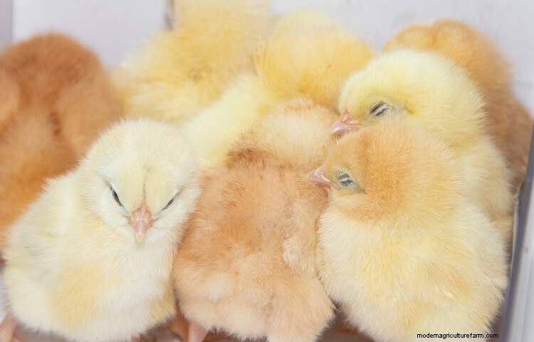 25 Amazing Facts About Chickens You Probably Didn’t Know