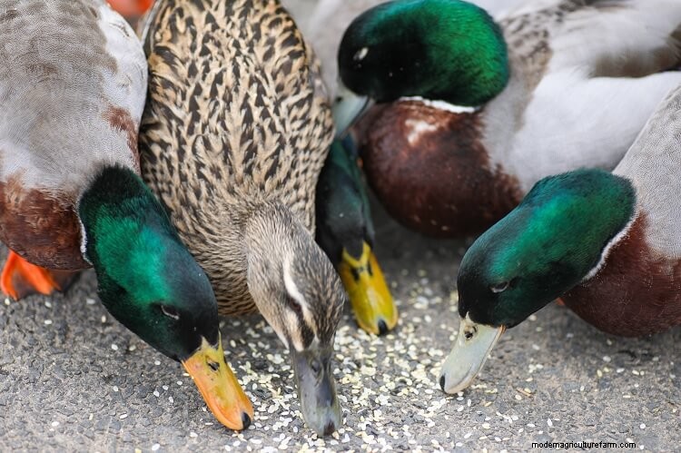 What Do Ducks Eat? In The Wild And As Pets