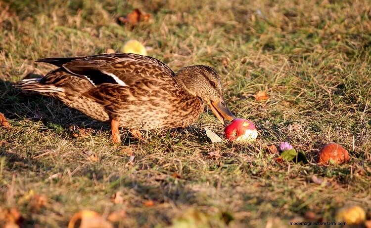 What Do Ducks Eat? In The Wild And As Pets