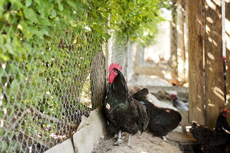 12 Reasons You Should Not Get Backyard Chickens
